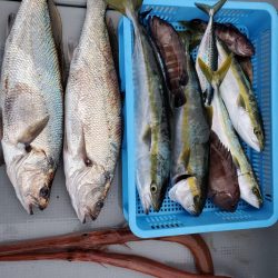 ブルーピア 釣果