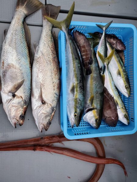 ブルーピア 釣果