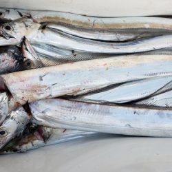 オーフリー 釣果