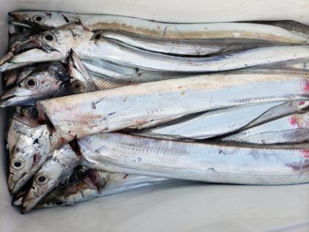 オーフリー 釣果