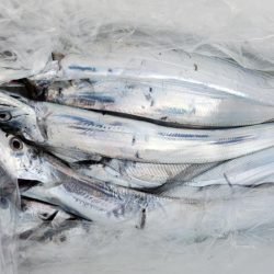 オーフリー 釣果