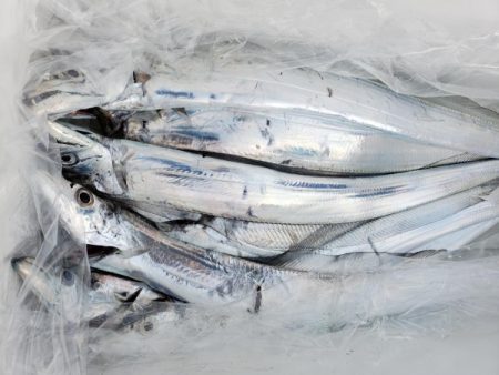 オーフリー 釣果