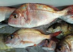 長栄丸(静岡) 釣果