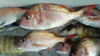 長栄丸(静岡) 釣果