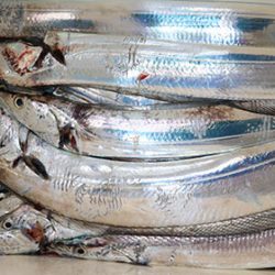 松本釣船２ 釣果