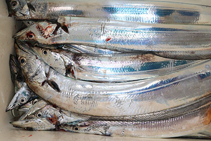 松本釣船２ 釣果