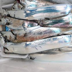 松本釣船２ 釣果