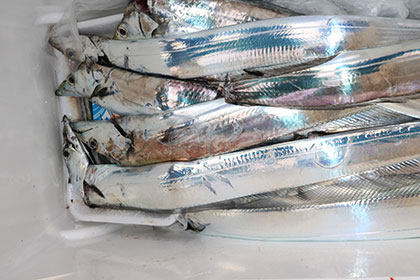 松本釣船２ 釣果