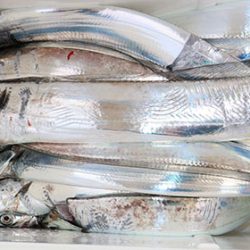 松本釣船２ 釣果