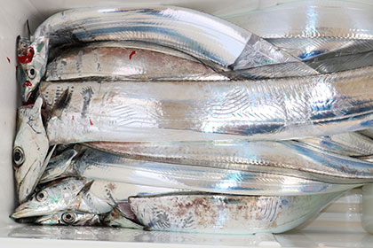 松本釣船２ 釣果