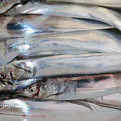 松本釣船２ 釣果