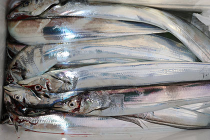 松本釣船２ 釣果