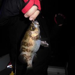 ルアー船マヒマヒ 釣果