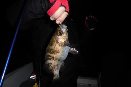 ルアー船マヒマヒ 釣果