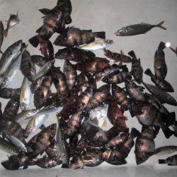 ルアー船マヒマヒ 釣果