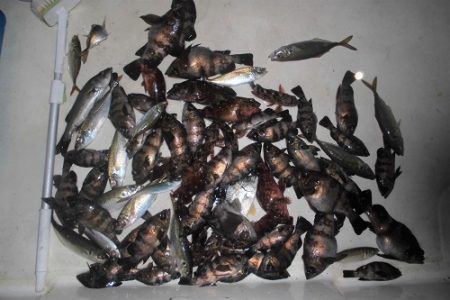 ルアー船マヒマヒ 釣果