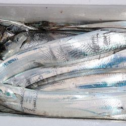 松本釣船２ 釣果