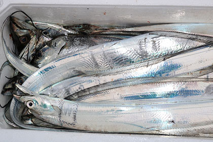 松本釣船２ 釣果