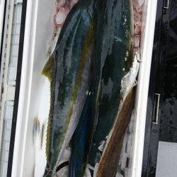 海龍丸（福岡） 釣果