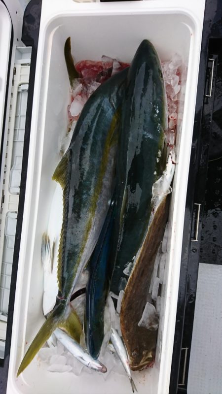 海龍丸（福岡） 釣果