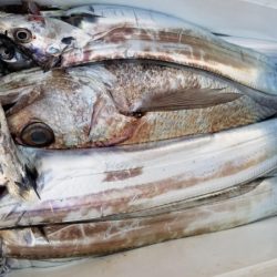 オーフリー 釣果