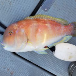 ブルーピア 釣果