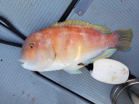 ブルーピア 釣果