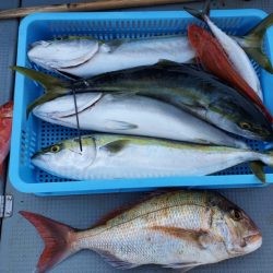 ブルーピア 釣果