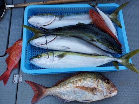 ブルーピア 釣果