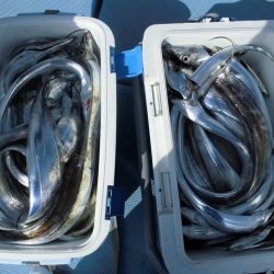 十八宝洋丸 釣果