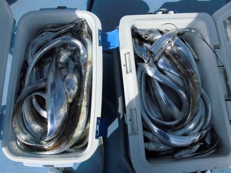 十八宝洋丸 釣果