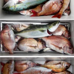 来温丸(らいおんまる) 釣果