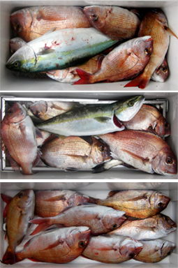 来温丸（らいおんまる） 釣果