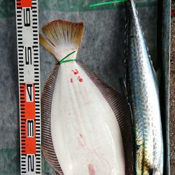 明神釣船 釣果