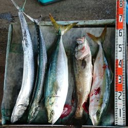 明神釣船 釣果