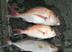 長栄丸(静岡) 釣果