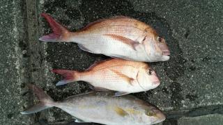 長栄丸(静岡) 釣果