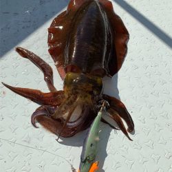 マタウマリンサービス 釣果