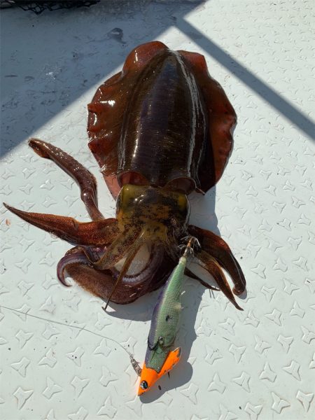 マタウマリンサービス 釣果