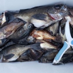 オーフリー 釣果