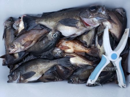 オーフリー 釣果