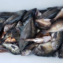 オーフリー 釣果