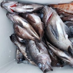 オーフリー 釣果