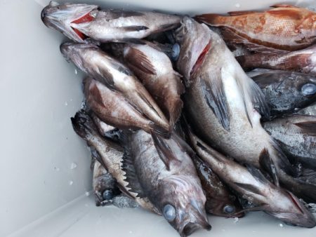 オーフリー 釣果