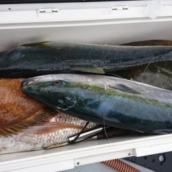 海龍丸(福岡) 釣果