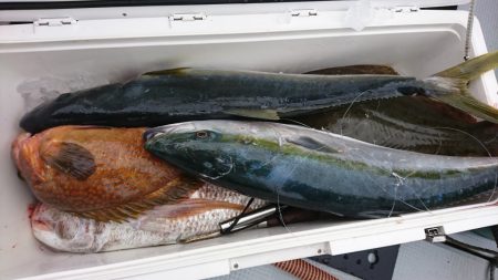 海龍丸(福岡) 釣果