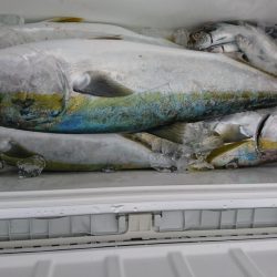 海龍丸(福岡) 釣果