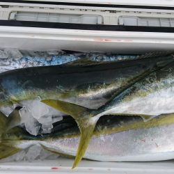 海龍丸(福岡) 釣果