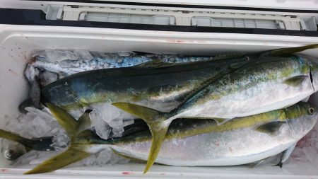 海龍丸(福岡) 釣果