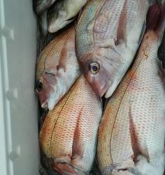 長栄丸(静岡) 釣果